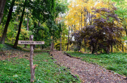 A wooden sign points to "Magnolia Trail" in a vibrant, autumn forest with colorful leaves.