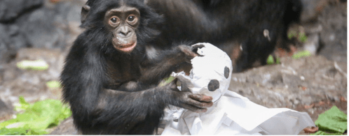 A young monkey plays with a torn paper ball, surrounded by a natural rocky environment.