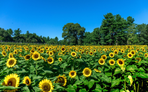 A vibrant field of sunflowers under a clear blue sky, surrounded by lush green trees.
