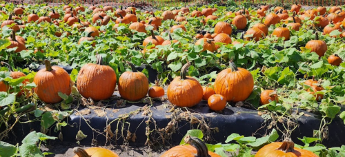 A field of vibrant orange pumpkins surrounded by green vines on a sunny day.