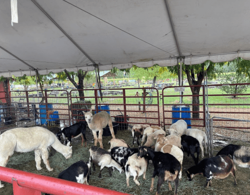 A group of sheep and goats gathered under a tent, with trees and a farm setting in the background.