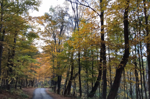 A winding road through a forest with trees displaying vibrant autumn foliage.