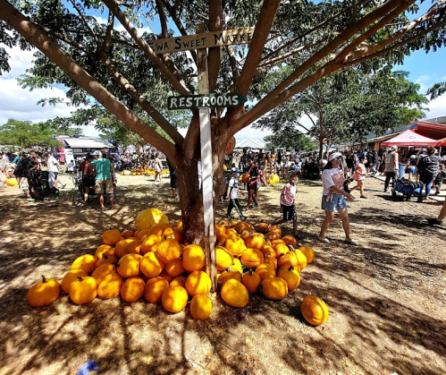 A bustling market scene with a tree, pumpkins at its base, and people enjoying the outdoor event. Signs point to restrooms.