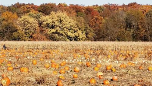 A pumpkin patch in autumn, with scattered pumpkins and colorful fall foliage in the background.