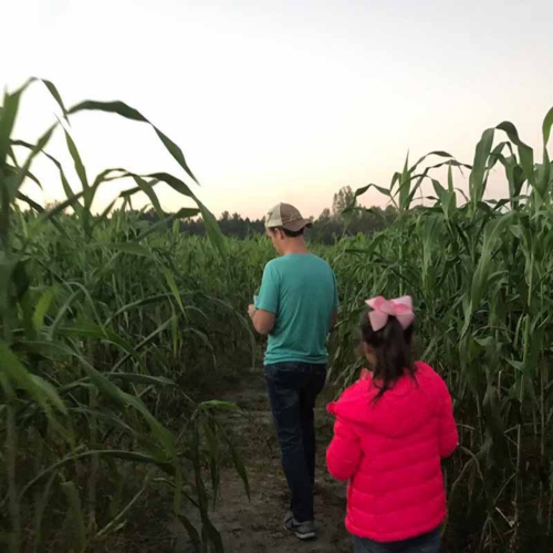 A man and a girl walk through a tall cornfield at dusk, surrounded by green stalks.