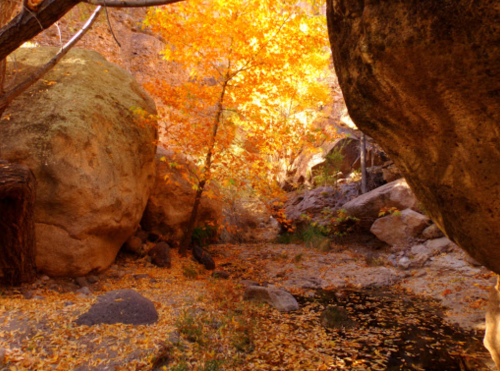 A serene autumn scene with vibrant orange leaves, boulders, and a small stream surrounded by nature.