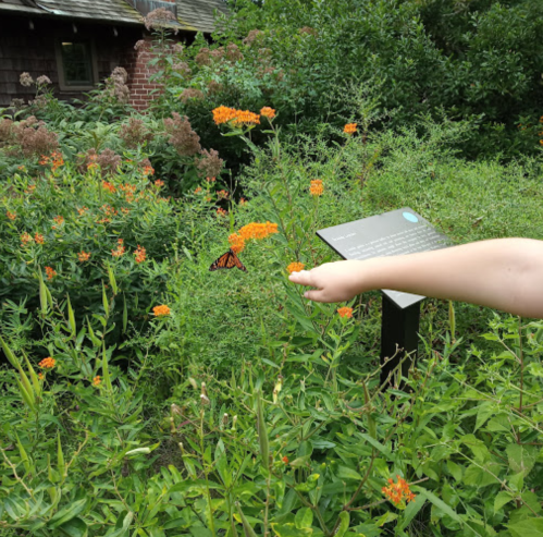 A child's hand reaches toward bright orange flowers in a garden, with a butterfly visible among the plants.