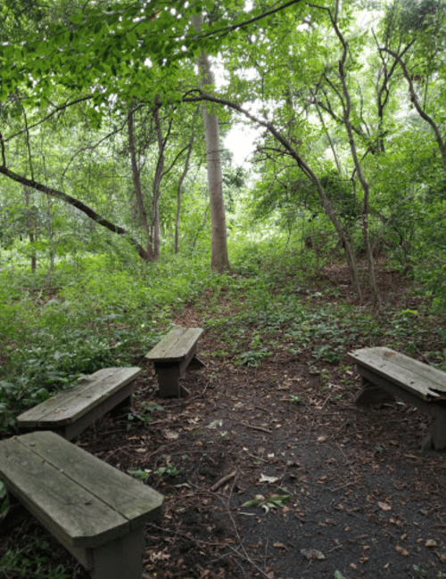 A serene forest scene featuring wooden benches surrounded by lush greenery and trees.