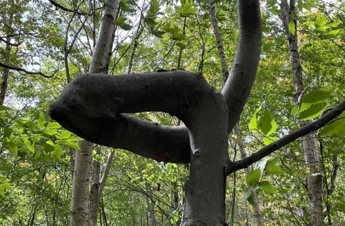 A unique tree branch curves dramatically among green leaves in a forest setting.