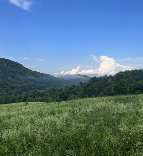 A lush green landscape with rolling hills under a clear blue sky and fluffy white clouds in the distance.