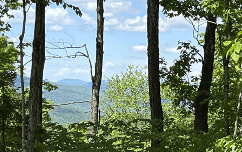 A serene forest scene with tall trees framing a distant mountain view under a blue sky with fluffy clouds.