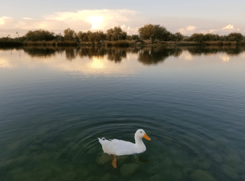 A white duck swims in calm water, reflecting trees and clouds in the background during sunset.