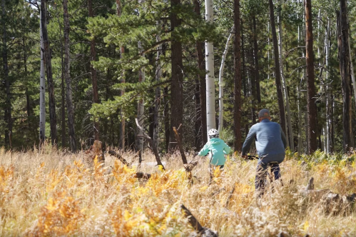 A person and a child ride bikes through a forest with tall trees and golden grass.