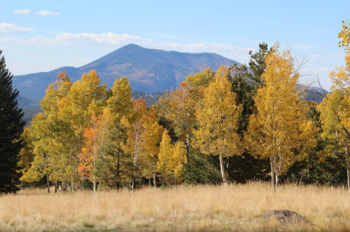 A scenic view of golden autumn trees in a field, with a mountain backdrop under a clear blue sky.