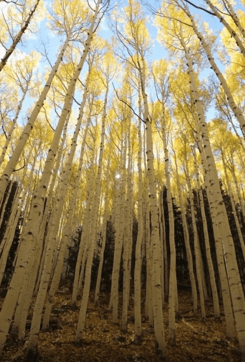 Tall aspen trees with bright yellow leaves against a clear blue sky, creating a vibrant autumn scene.