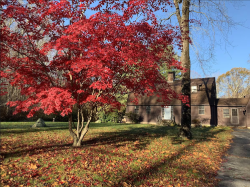 A house surrounded by vibrant red foliage and autumn leaves on a sunny day.