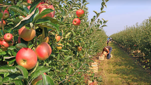 A sunny apple orchard with ripe apples on trees and people picking fruit in the background.