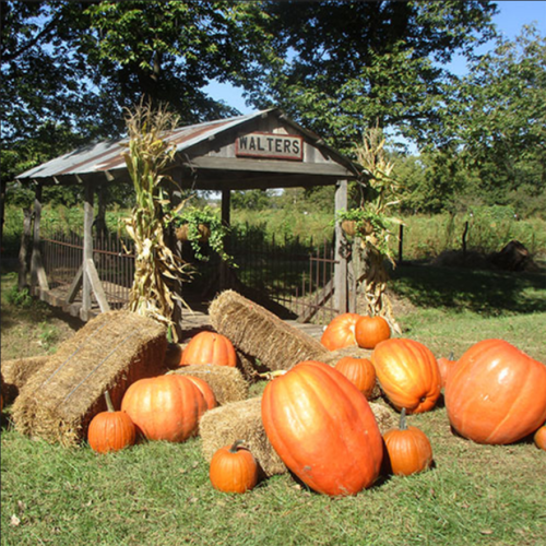 A rustic stand named "Walters" surrounded by large pumpkins and hay bales on a sunny day.