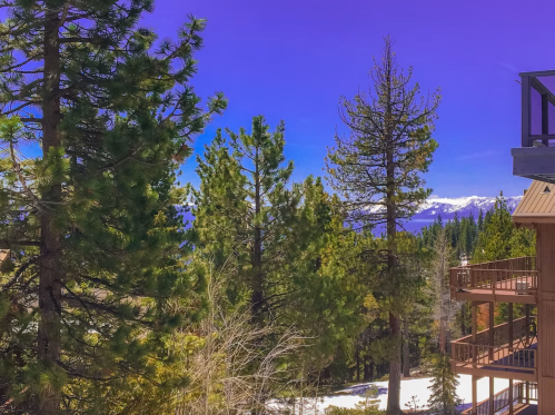 A scenic view of tall pine trees and snow-covered ground, with mountains in the background under a clear blue sky.
