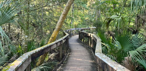 A winding wooden boardwalk through a lush, green forest with tall trees and dense foliage.