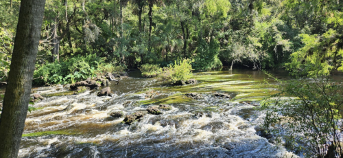 A serene river flows through a lush, green forest, with rocks and gentle rapids visible in the water.