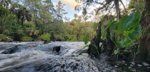 A serene river flows through a lush, green landscape with trees and plants along the banks under a clear sky.