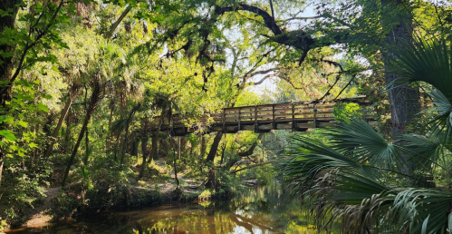 A wooden bridge spans a serene creek, surrounded by lush greenery and trees in a tranquil natural setting.