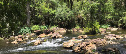 A serene river scene with rocky outcrops, surrounded by lush greenery and trees under bright sunlight.