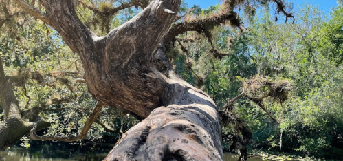 A close-up of a gnarled tree trunk extending over a calm waterway, surrounded by lush greenery.