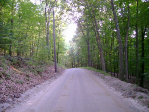 A serene dirt road winding through a lush green forest, surrounded by trees and dappled sunlight.