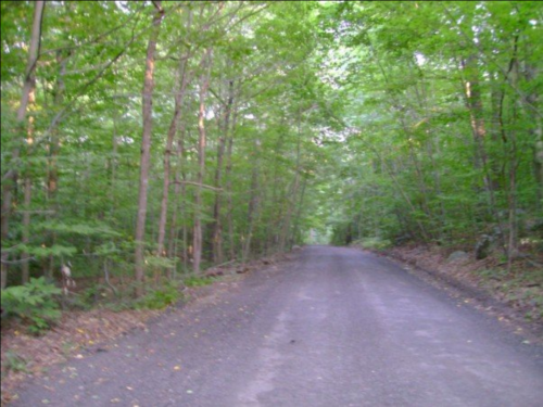 A gravel road surrounded by lush green trees, leading into a serene forest.