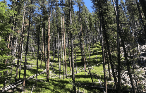A dense forest with tall trees and a carpet of green grass, featuring fallen logs on the ground under a clear blue sky.