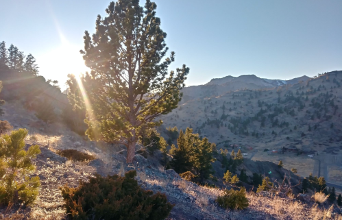A sunlit landscape featuring a tree in the foreground, with mountains and a clear sky in the background.