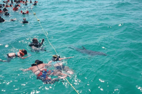 A group of snorkelers in the ocean, with a dolphin swimming nearby in clear blue water.