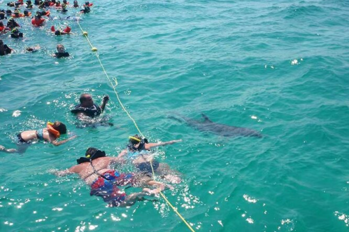 A group of snorkelers in the ocean, with a dolphin swimming nearby in clear blue water.