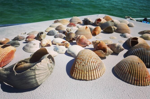 A variety of seashells scattered on a light surface, with a blue-green water background.