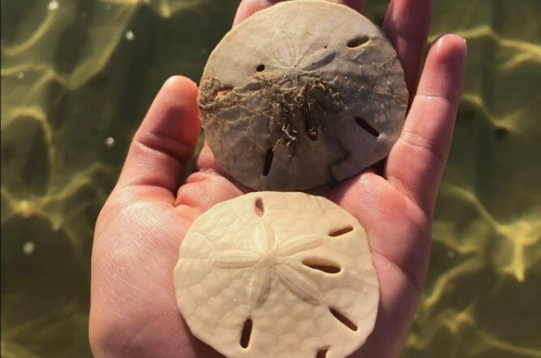 A hand holding two sand dollars against a shimmering water background.