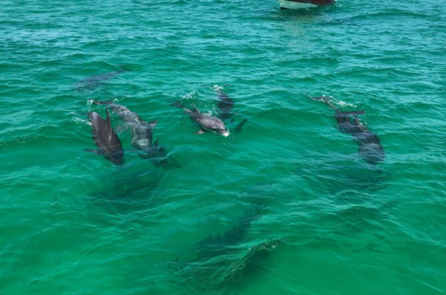 A group of dolphins swimming in clear turquoise water, with their shadows visible beneath the surface.
