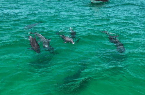 A group of dolphins swimming in clear turquoise water, with their shadows visible beneath the surface.