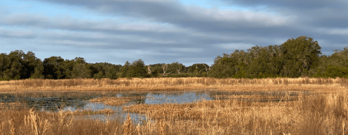 A serene wetland scene with tall grasses, a calm water body, and trees under a cloudy sky.