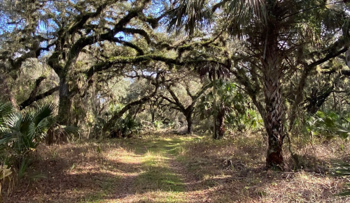 A serene forest path lined with moss-covered trees and lush greenery, creating a tranquil natural setting.