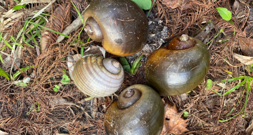 Four large, spiral-shaped snail shells resting on a bed of pine needles and green grass.