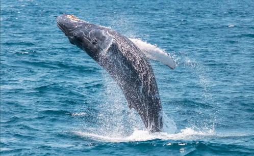 A humpback whale breaches the surface of the ocean, creating a splash as it leaps into the air.