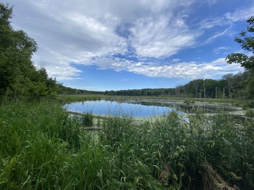 A serene wetland scene with tall grasses, calm water, and a blue sky dotted with clouds.