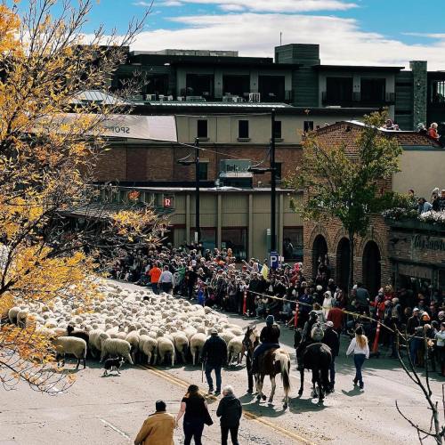 A large flock of sheep crosses a street, with a crowd of onlookers and a few horses nearby under a blue sky.