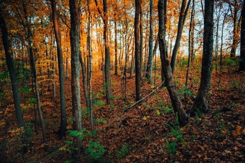 A serene forest scene with tall trees and vibrant autumn leaves covering the ground. Soft light filters through the branches.