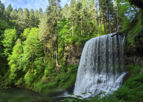 A lush green forest surrounds a cascading waterfall, with sunlight filtering through the trees.