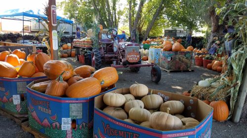 A pumpkin patch with various pumpkins, a vintage tractor, and colorful bins in a sunny outdoor setting.