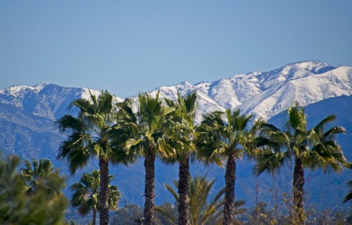 A row of palm trees in the foreground with snow-capped mountains in the background under a clear blue sky.