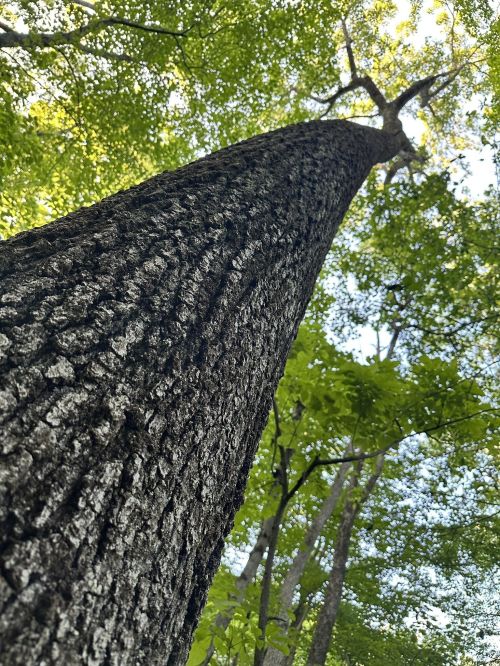 A close-up view of a tall tree trunk, reaching upward through lush green leaves.